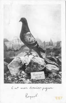 Pigeon de Verdun (Vaux-devant-Damloup)